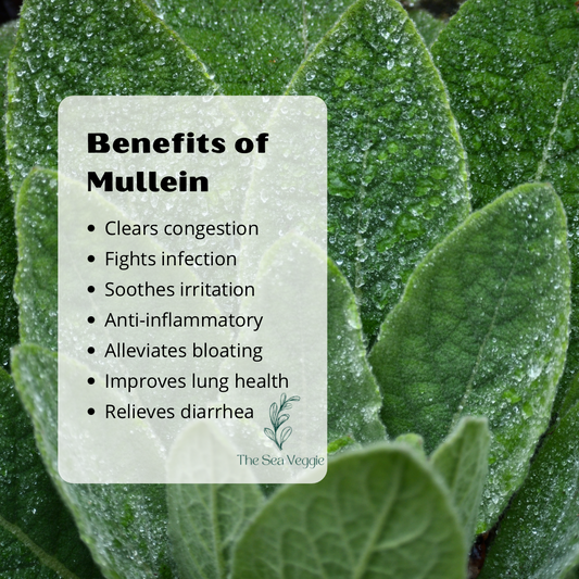 Respiratory Refresher Gel (Mullein)